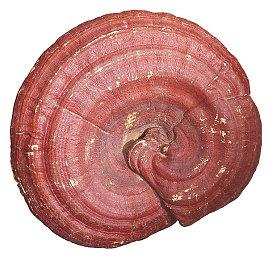 发售2年后 《对马岛之鬼》迎来了最后的补丁